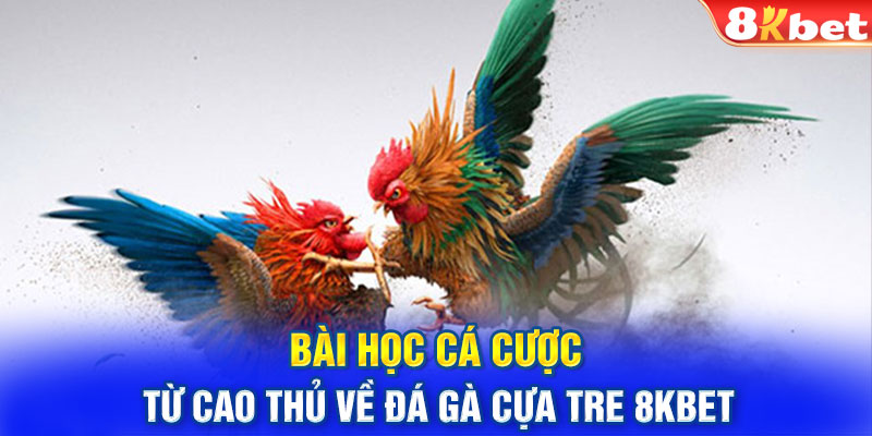 Bài học cá cược từ cao thủ về đá gà cựa tre 8KBET